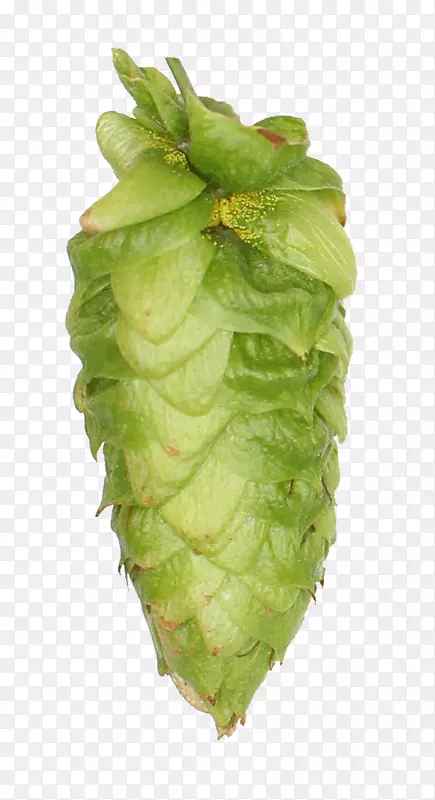 ݫ��Ҷ���۲�-ơ�ƻ�-������