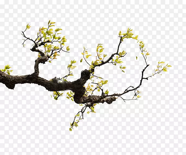 ��Ҷ֦-������