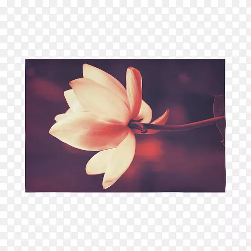 ����ľ����-ϴ��-������