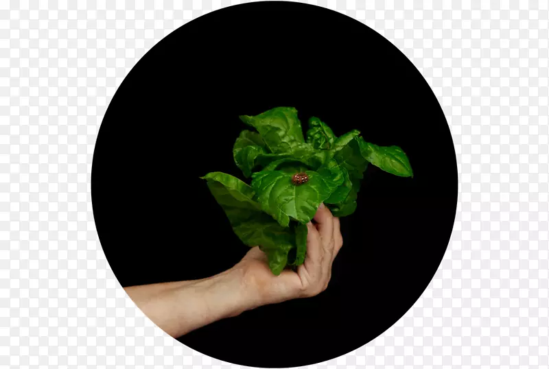 Ҷ��-���ԵĽ��ӡ�-������