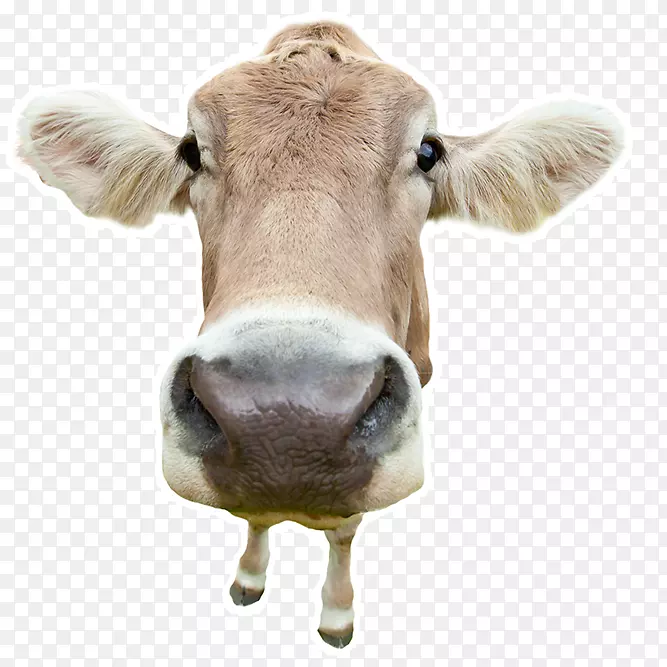 ��˹̹����������ţ������˹ţ����Ӱ����ţ�㣬��ţ-ơ�ƽڸ�Ů-������