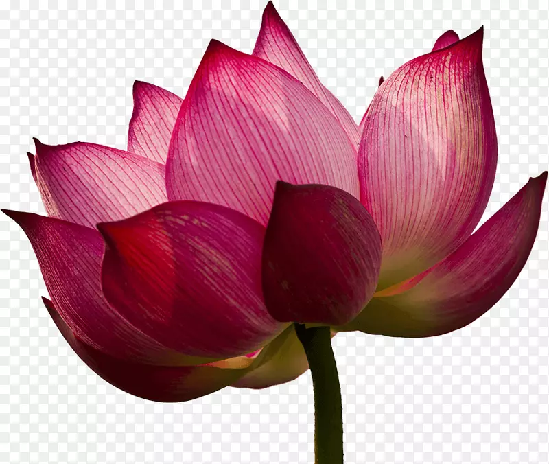 Nelumbo nuciferaʥ�˵ñ�������-���ľ��-������