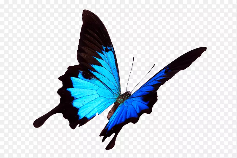 ����������Ƥ���������˹��Ӱ��ɫ����-������