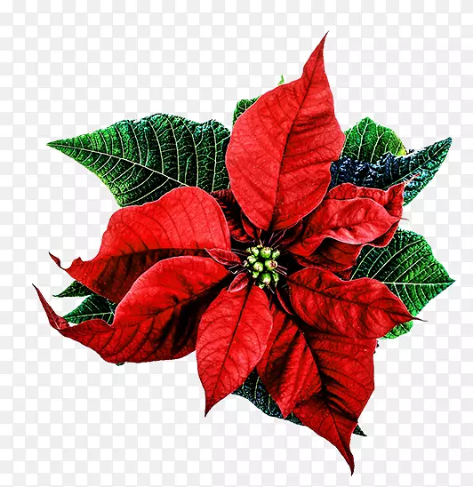 ʥ�����ְ���-ʥ���ʻ�-������