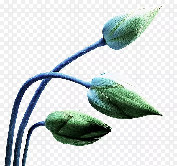 �����㻨����ѿ��ɫ��-������