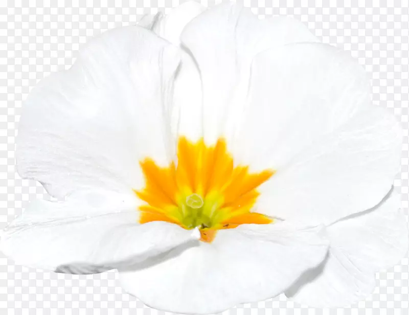 ����ֲ��-���ֻ���-������