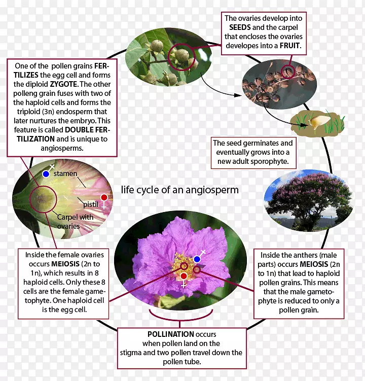 ����ֲ��ˮ�ٺ�õ��-��������-������