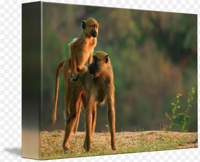 ����ֳ����Ұ����������-������