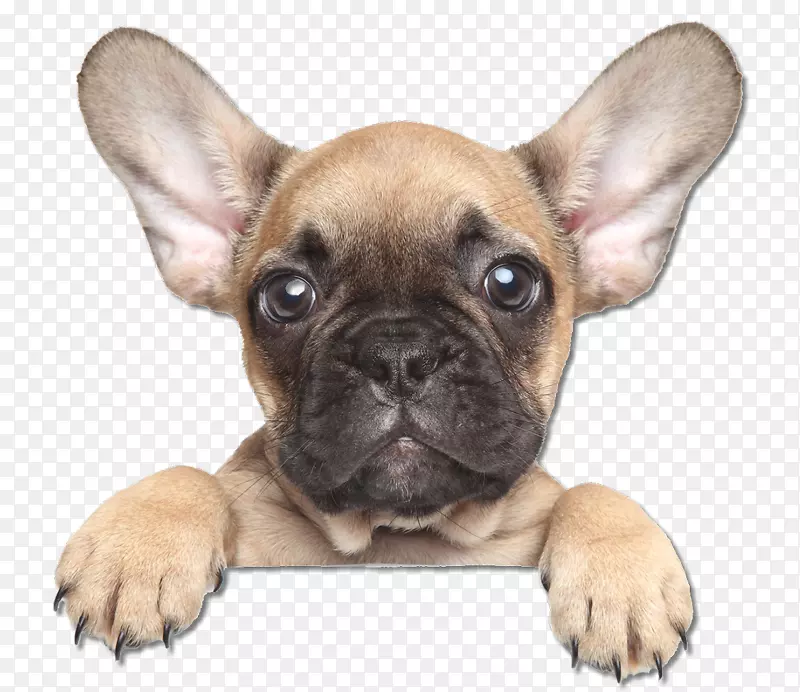 ������ţȮС��ѵ���ֲ᣺��������������еĹ��Ĵ���������Ȯ-������ţȮ��-������