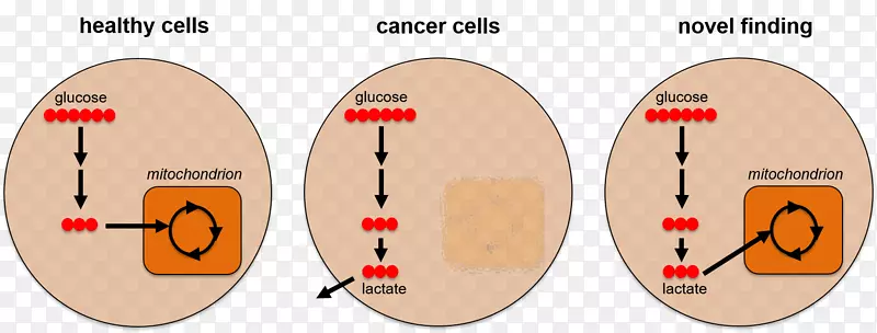 ��ϸ����л��ѧ-�ɰ��İ�ϸ��ϸ��-������