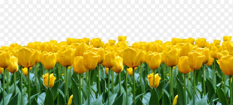 �����㻨����-�����㻨-������