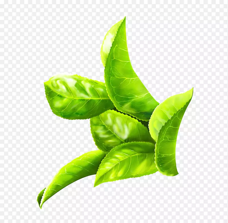 ���������԰ϵͳ.��Ҷ��-������