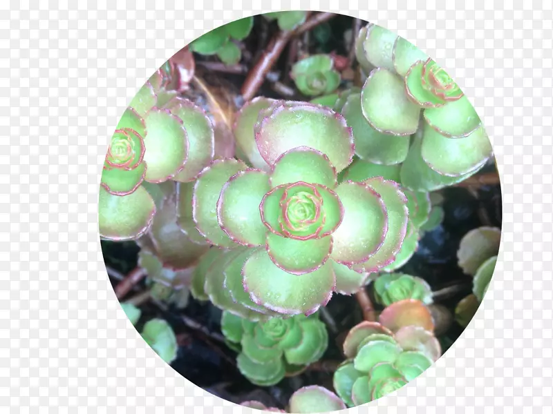 ʥ����װ���л���.����ͼ��-������