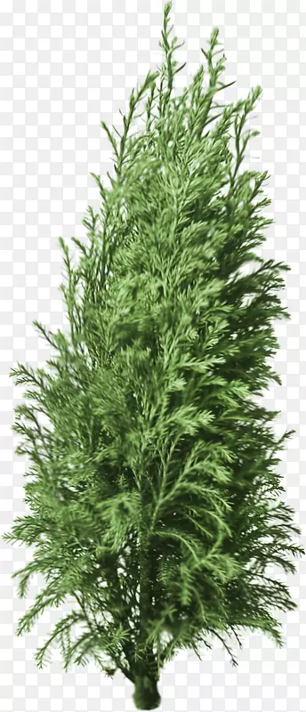 �ռǲ���LiveInternetSpruce 2003����gti 20�����-��Ҷ�ֻ�-������