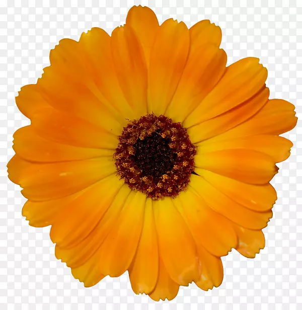 ��ɫ�����ֽ����ɫ-������