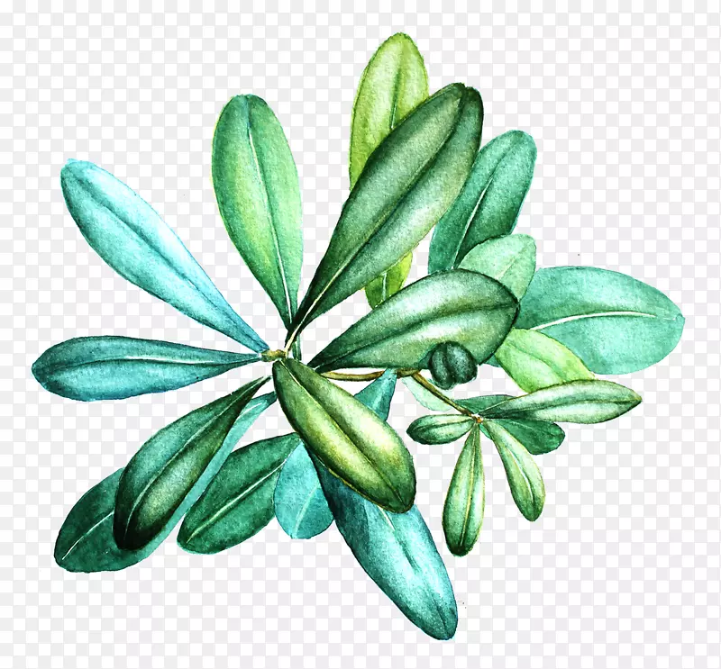 Ҷ��ˮ�ʻ��׶�-������