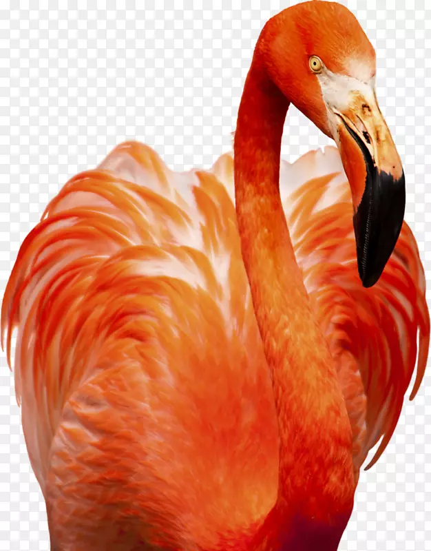 ��������Ӱ����.īˮ������-������