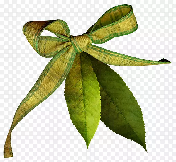 Ҷ�����ʼ�ֲ�ﾥ������-�＾ֲ��-������