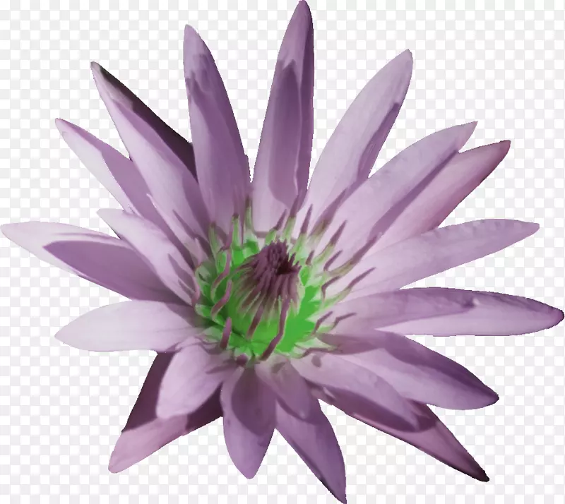 Adobe����Ƶ��-������