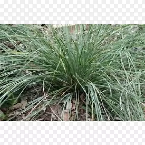 ��������ֲ��Ⱥ��-������