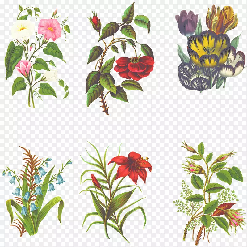 ��������л�����-��Ҷ-������