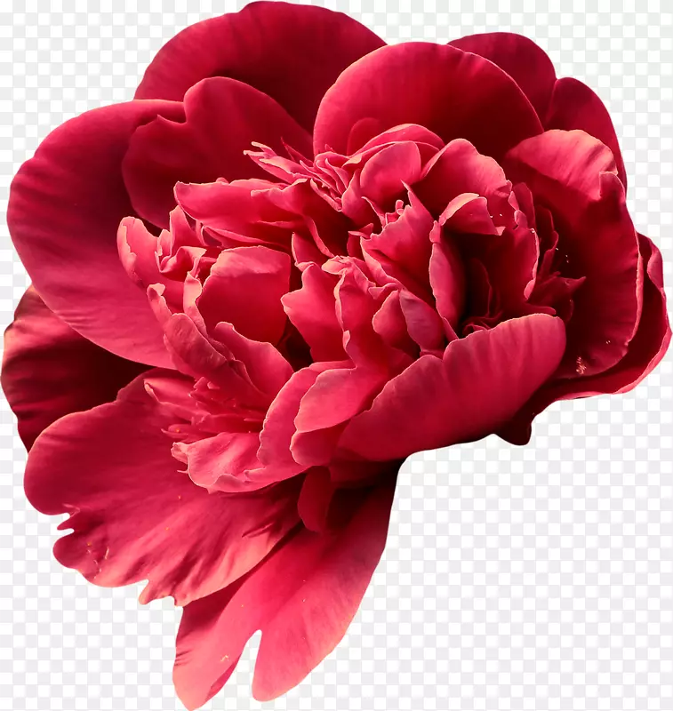 ĵ�������ֻ���ĵ��-������