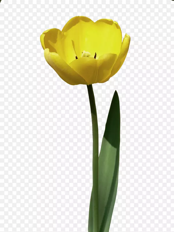 �����㻨����԰õ�������-������-������