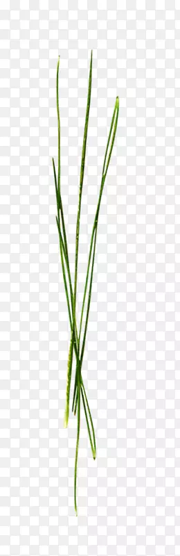 Ҷ����ֲ�ﾥ�ܲ�-������