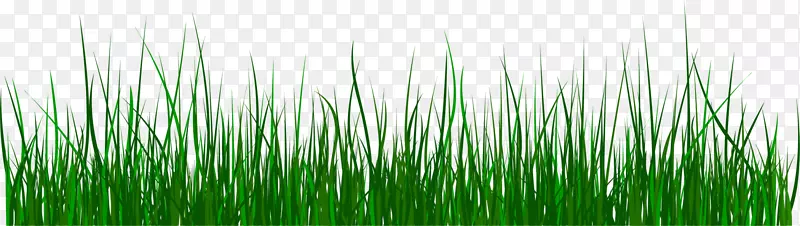 �̲ݼ�����-��ɫ�ʲ�-������