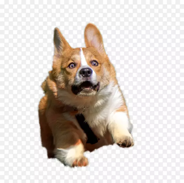 �����޿�����ʿ�»���ë������ʿ�Ƽ�����Ĵ����Ǵ�׳��β��ţ��-С��-������