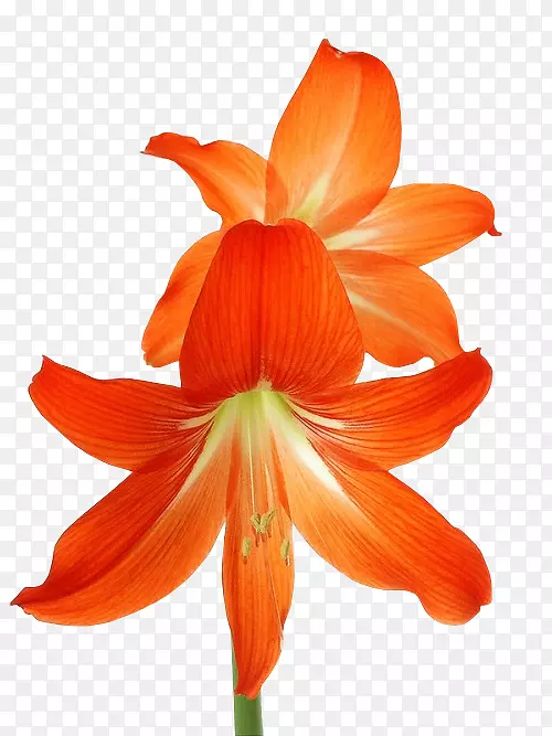 �����㻨���л�����������-������