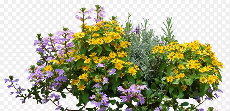 ������ľ��ֲ�õ��-��-������