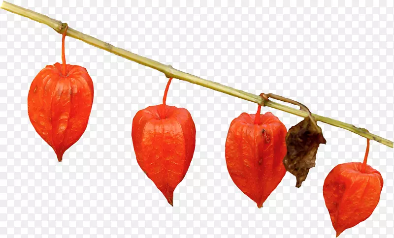 ��³��ӣ�Ҽ�����-��ҶPNG-������