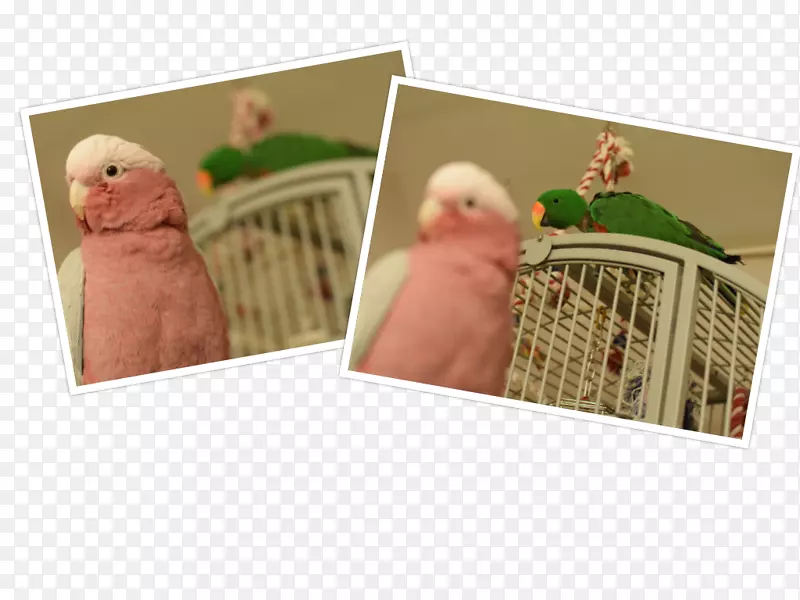 ��ָ�����-������è-������