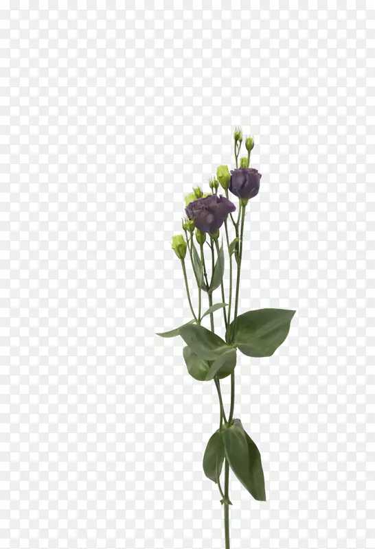 ��������л�����ֲ�ﾥ-���ﻨ��-������