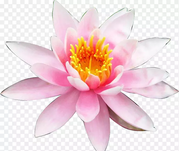 ���������ֽ�����ɻ�ˮ��ֲ�ﻨ-������