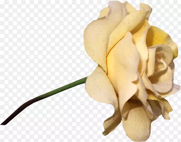 ��԰õ��ֽ��-������