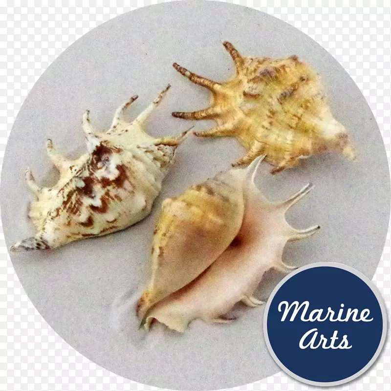 ���ݡ����١�������������ˮ�ϿǺͺ���-������