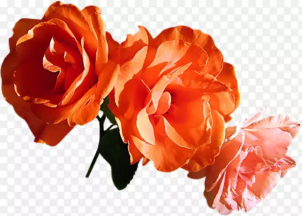 ��԰õ�廨��������-��-������