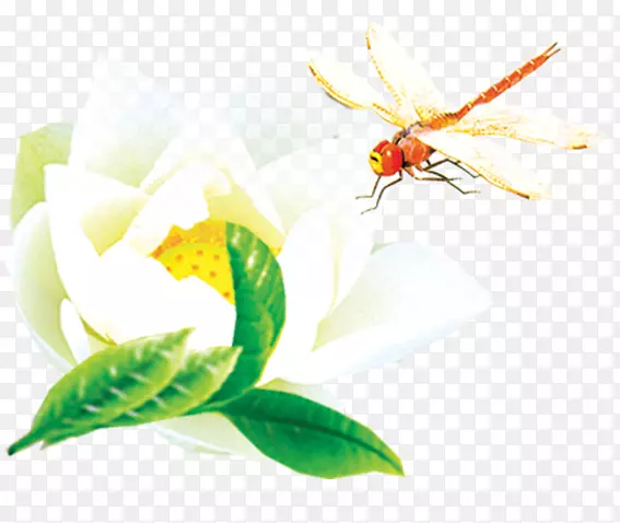 ��������Nelumbo nucifera-��������-������