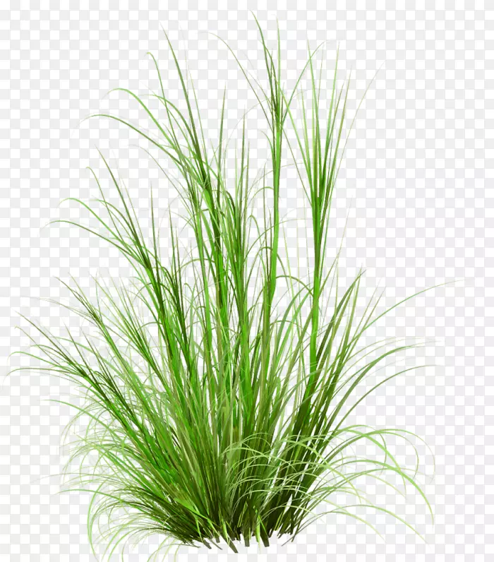 ��ƺ�����ֽ������-������