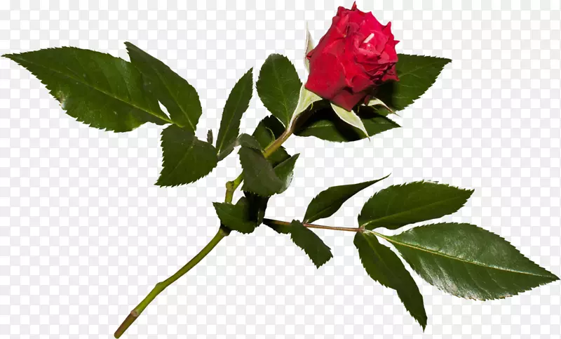 ��԰õ��廨����-������