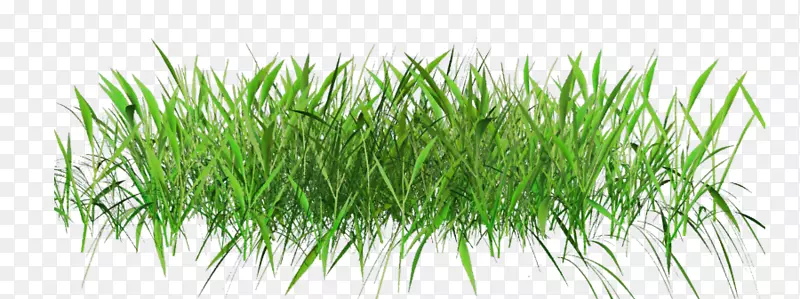 �����ֽ��ƺ������-������