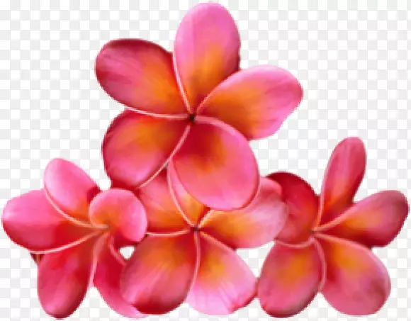 ���������ɰ����ʳ��-������