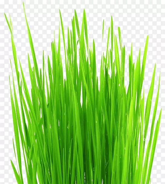 ��ƺ������ïʢ-������