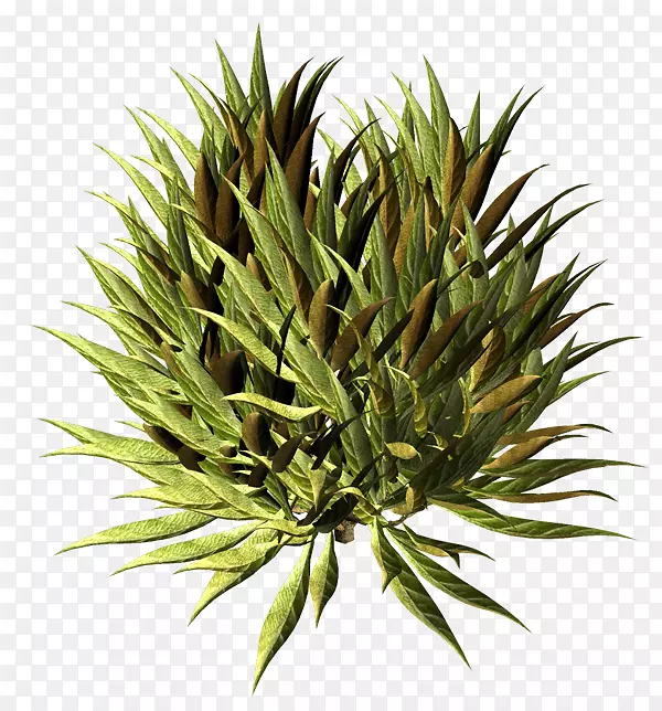 �̱���ֲ�ﾥ��-ֲ��-������