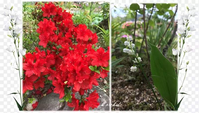 ����ƴ�Ұ����ľ-ˮ��-������