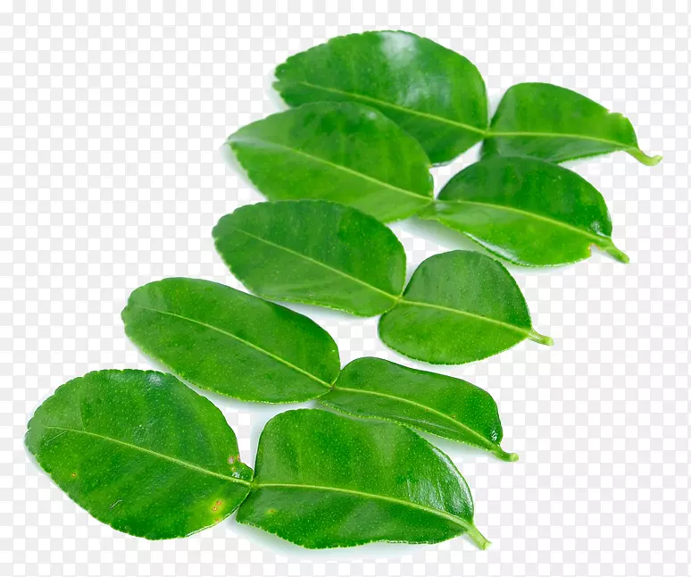 Kaffirʯ��Ҷ����ԭ����Ӱ.Ҷ-������