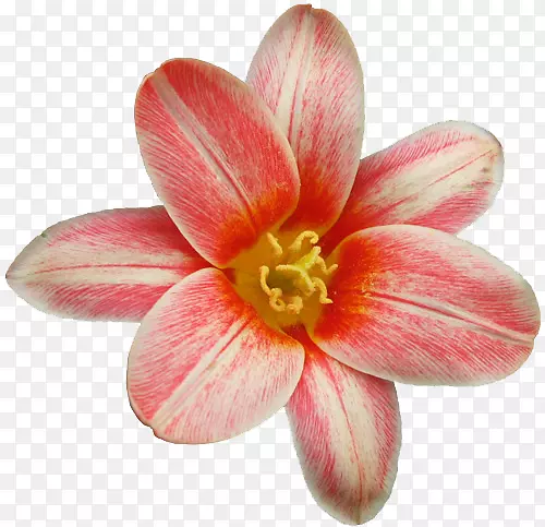 ����-��-������