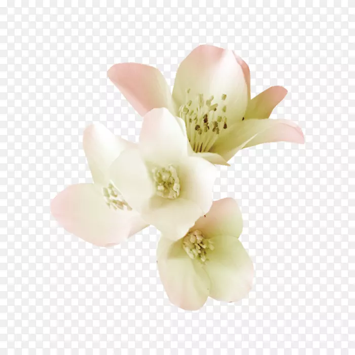 ����ֲ��-������